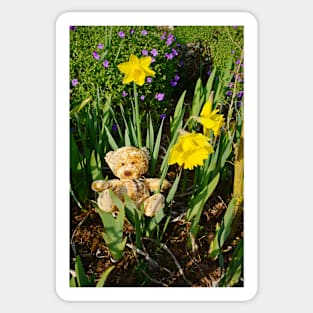 Basking In The Daffodils Sticker